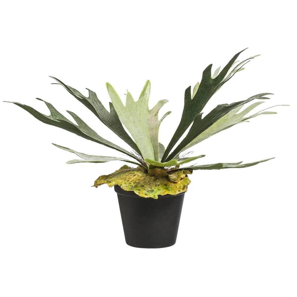 Hertshoorn in pot - 30 cm - Leen Bakker Hertshoorn in pot - 30 cm - Leen Bakker