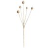Papaver Seed Spray - beige - 75 cm - Leen Bakker Papaver Seed Spray - beige - 75 cm - Leen Bakker